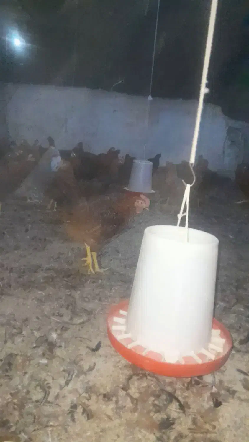 خروس جوان|حیوانات مزرعه|خسروشاه, |دیوار