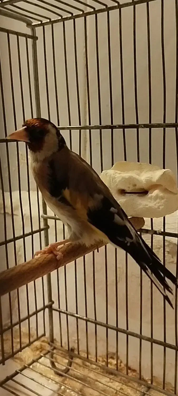 سهره دوساله جوجه قفس|پرنده|بروجرد, |دیوار