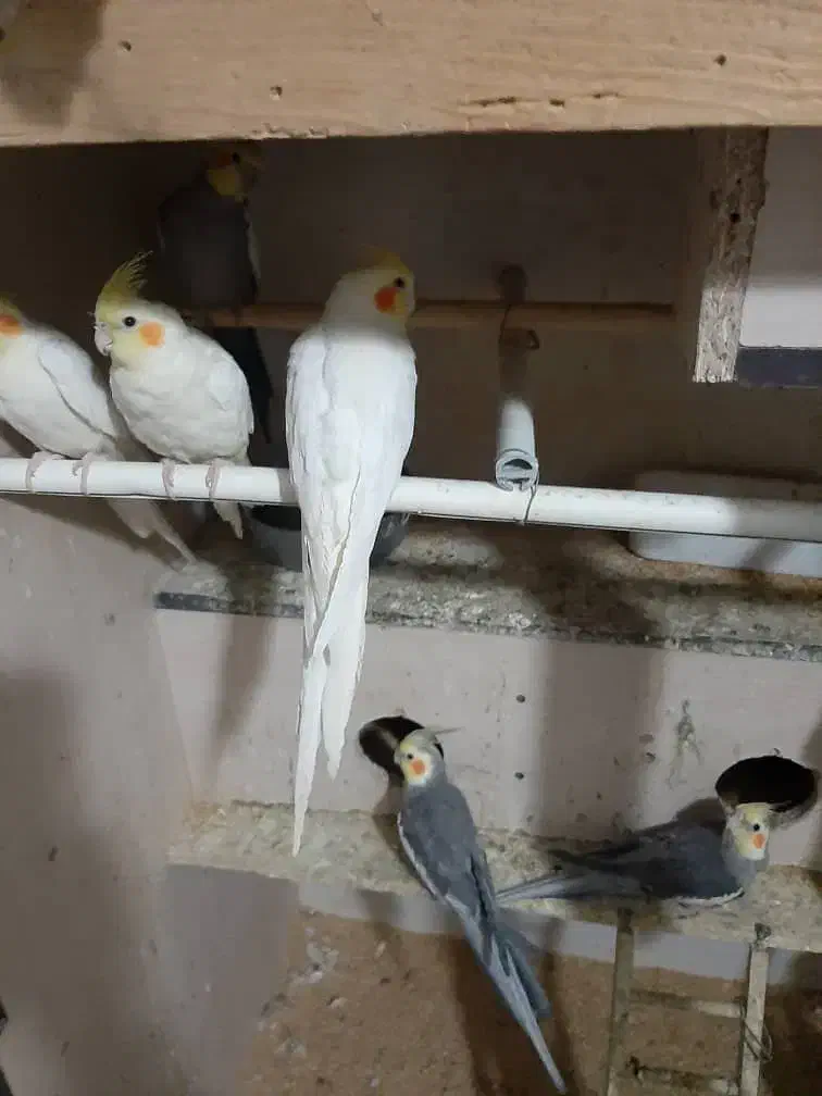 عروسی هلندی|پرنده|تهران, دستغیب|دیوار