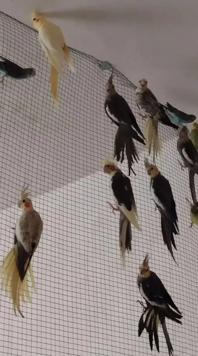 عروس هلندی مولد|پرنده|بردسکن, |دیوار