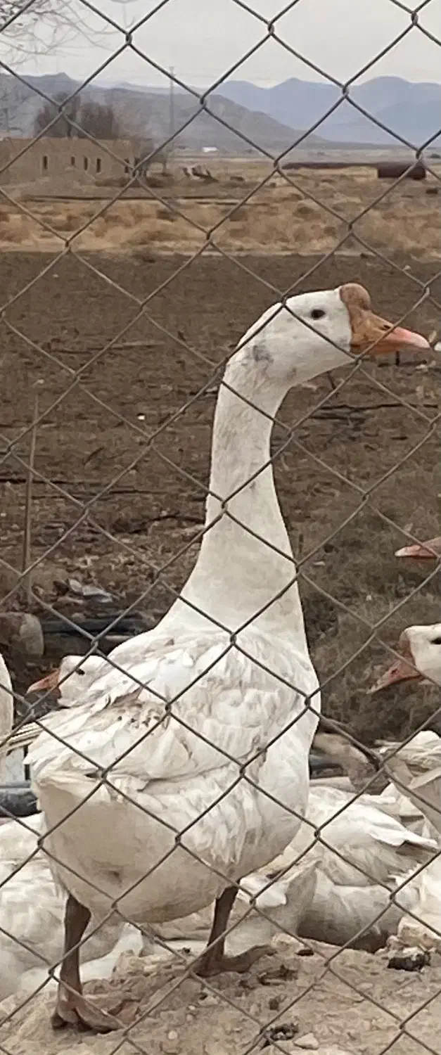 غاز اوکراینی|حیوانات مزرعه|دلیجان, |دیوار