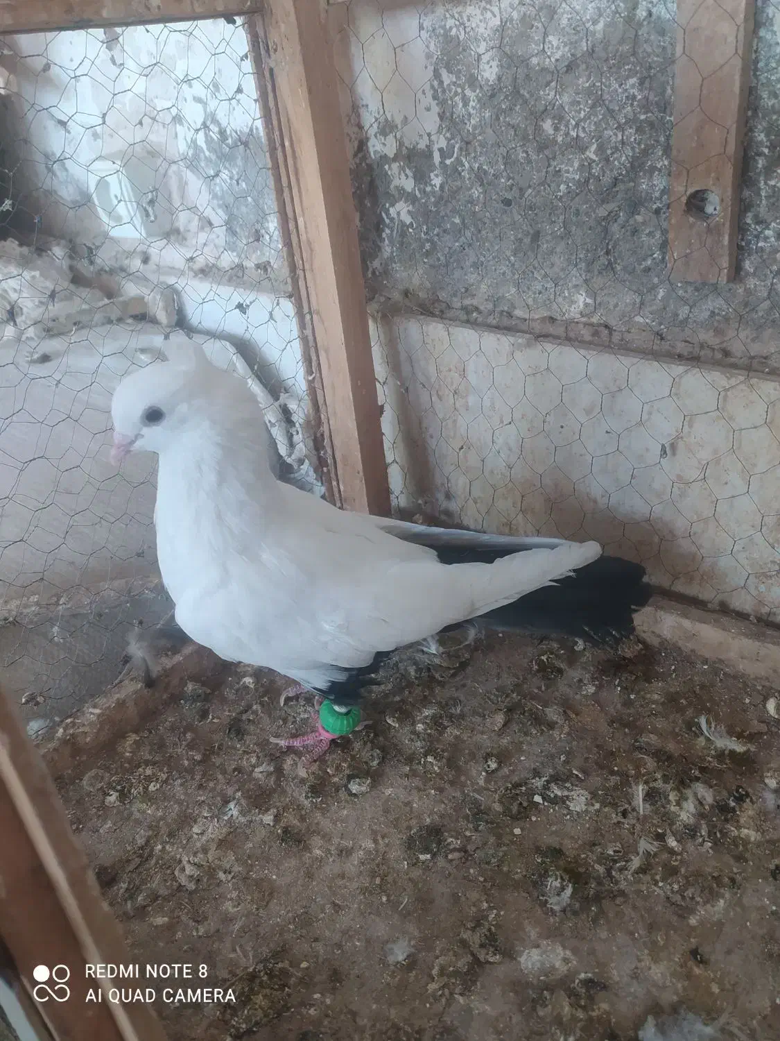 دم سیاه،پشت سرخ ،کاکلی،کبوتر،|پرنده|کاشمر, |دیوار