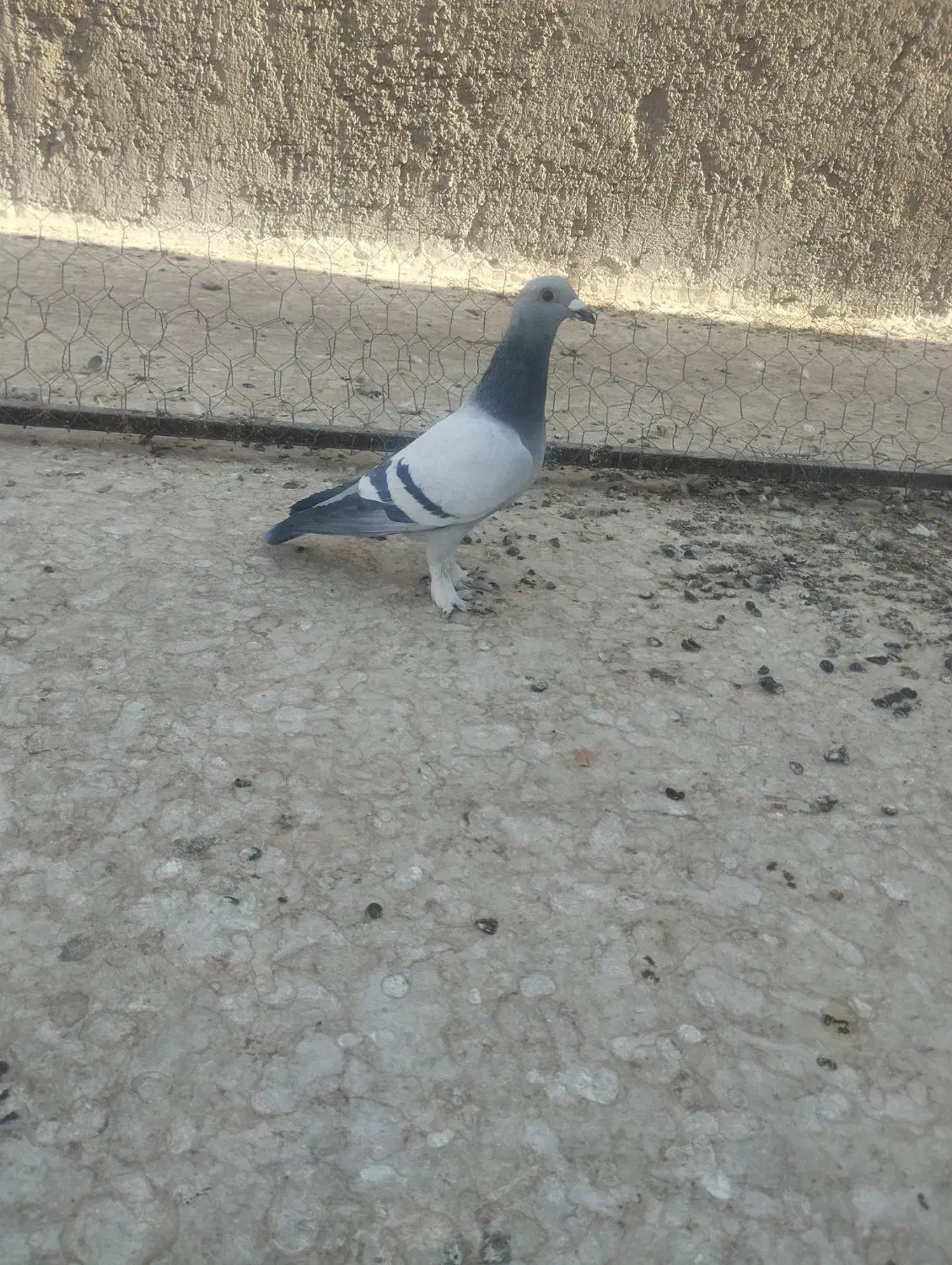 نر سبز کلاغ|پرنده|راور, |دیوار