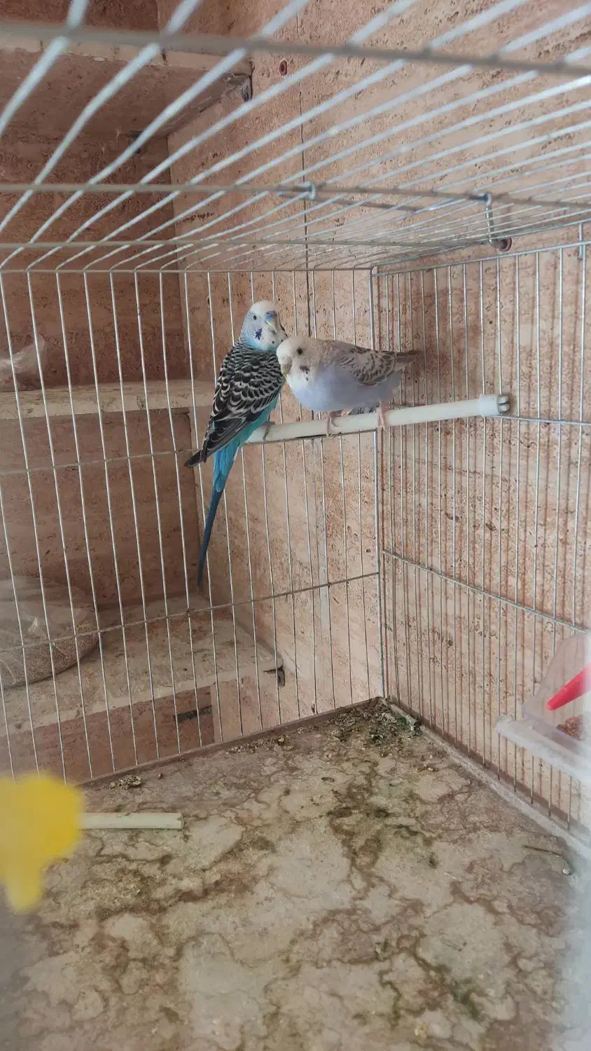 مرغ عشق مولد|پرنده|مهریز, |دیوار