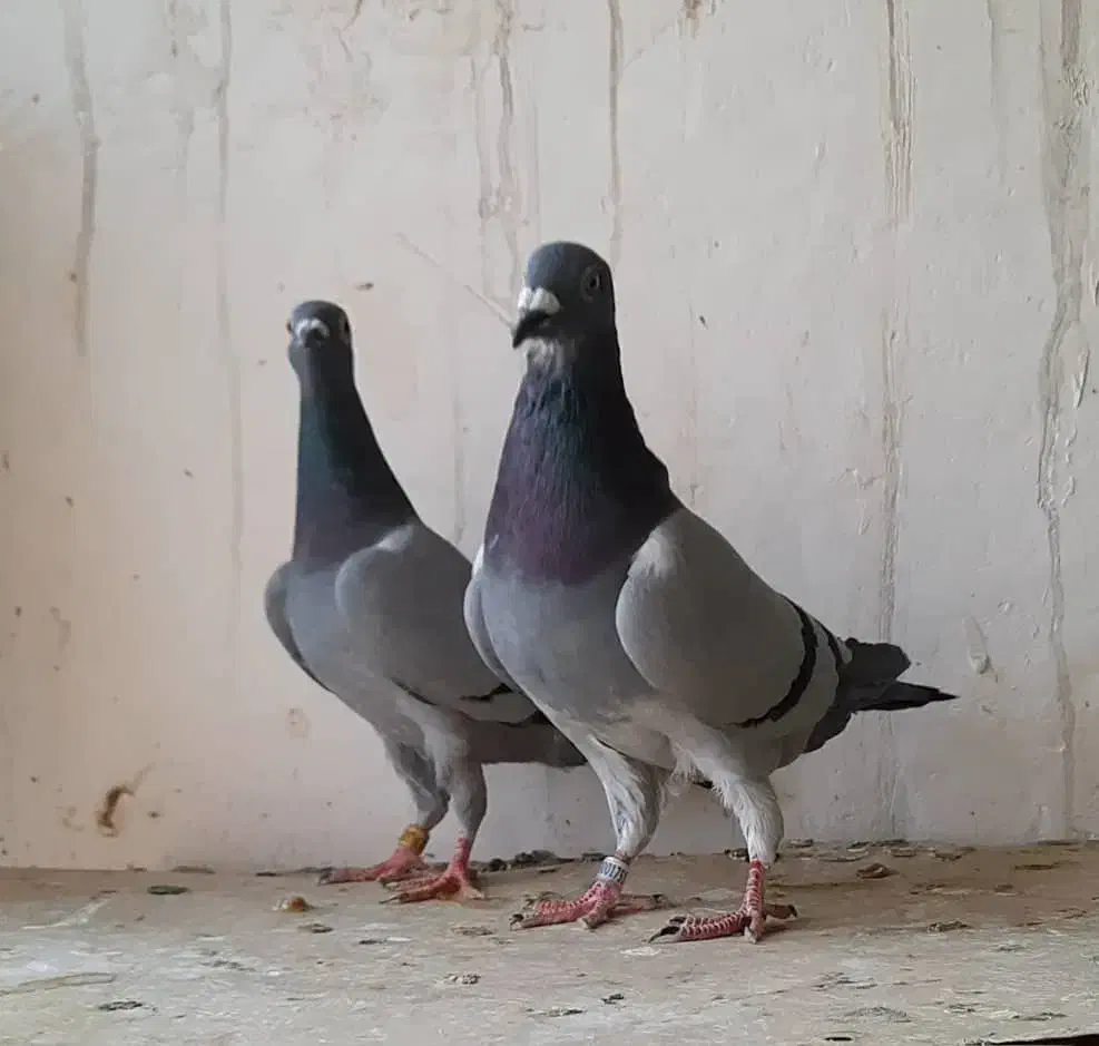 پلاکی نمونه|پرنده|برازجان, |دیوار