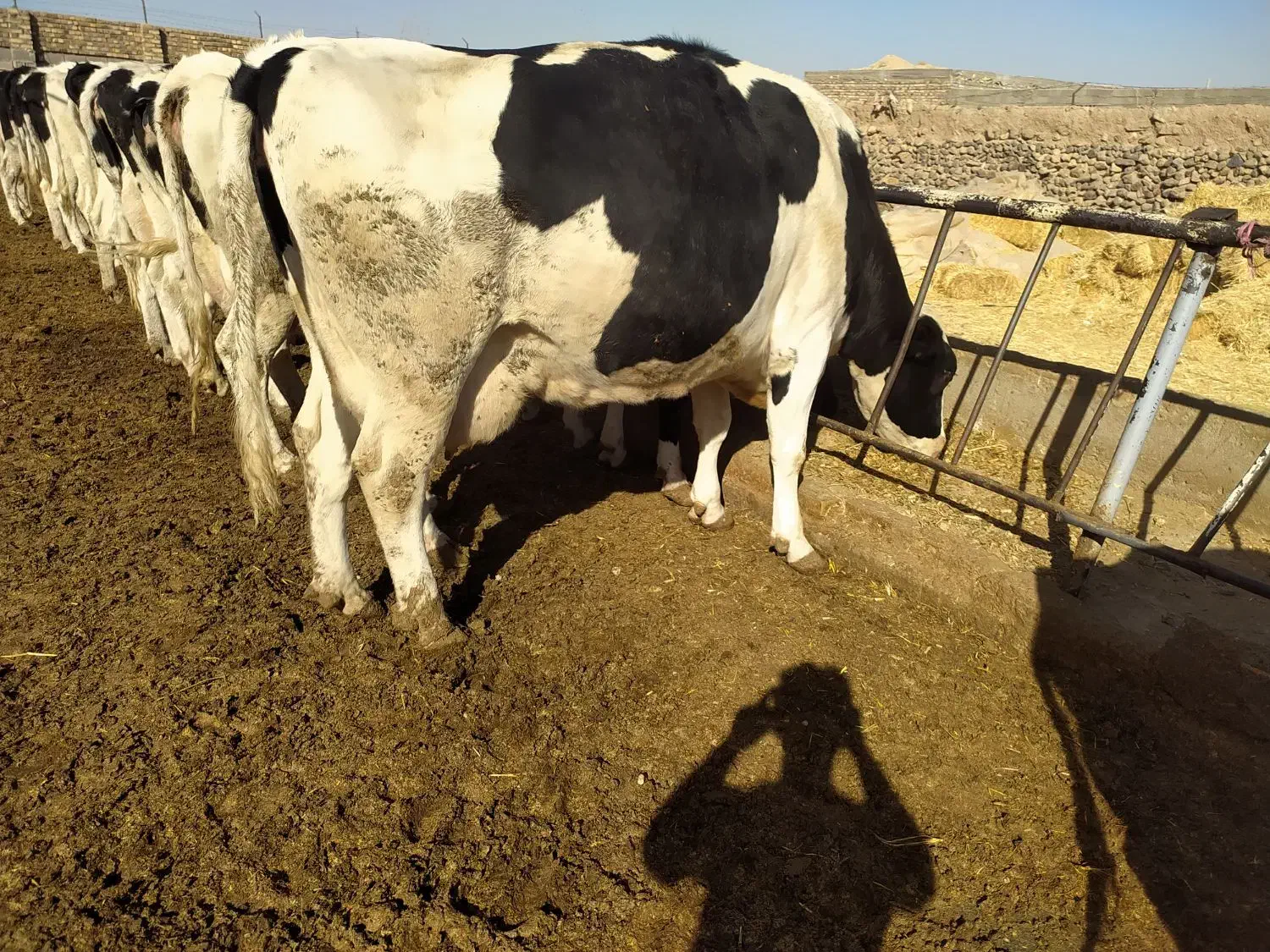 گاو آبستن شش تا گوساله ماده دوتا گوساله نر|حیوانات مزرعه|تربت جام, بوستان وحدت|دیوار