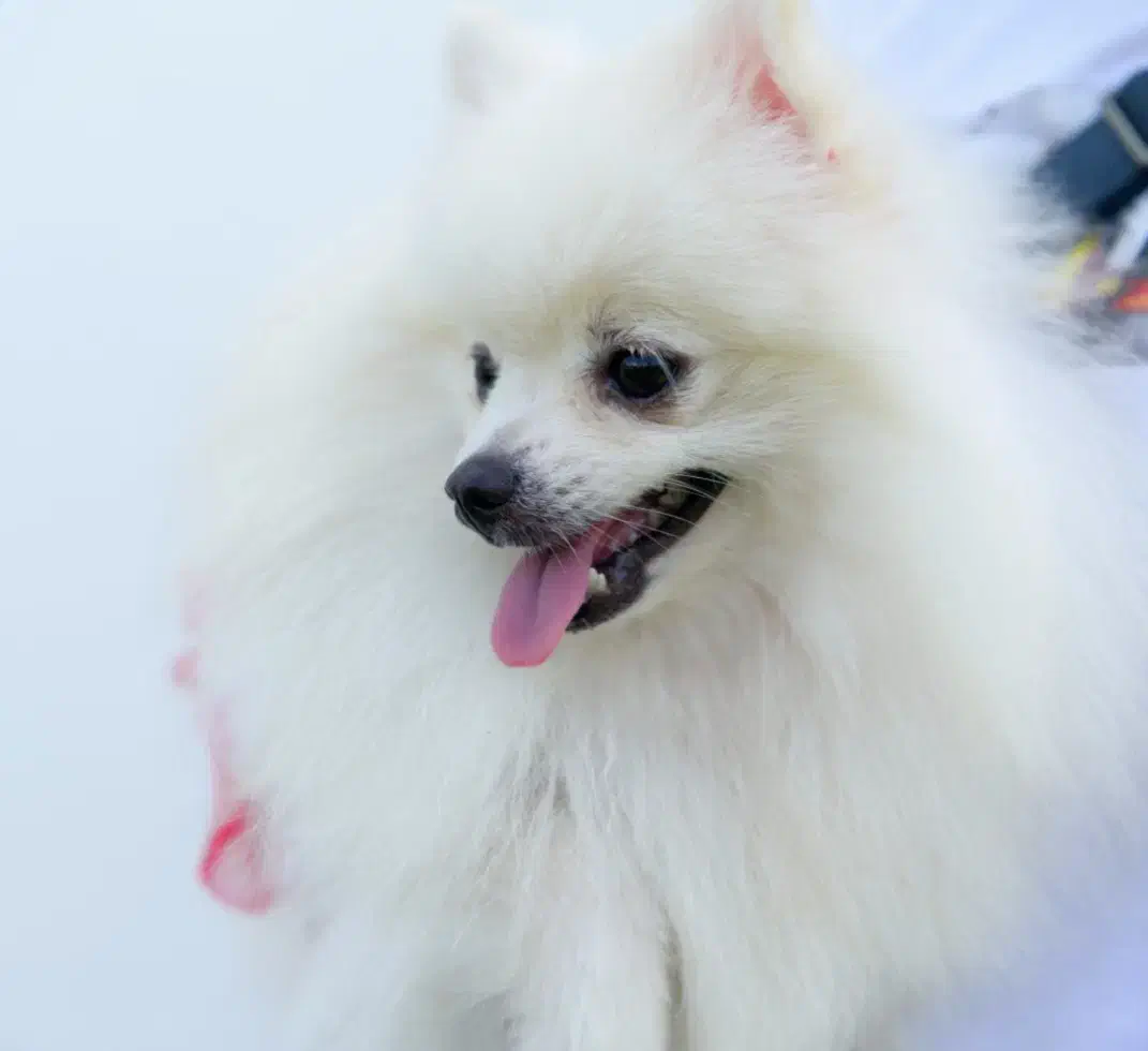 پامر روباهی|سگ|یزد, |دیوار