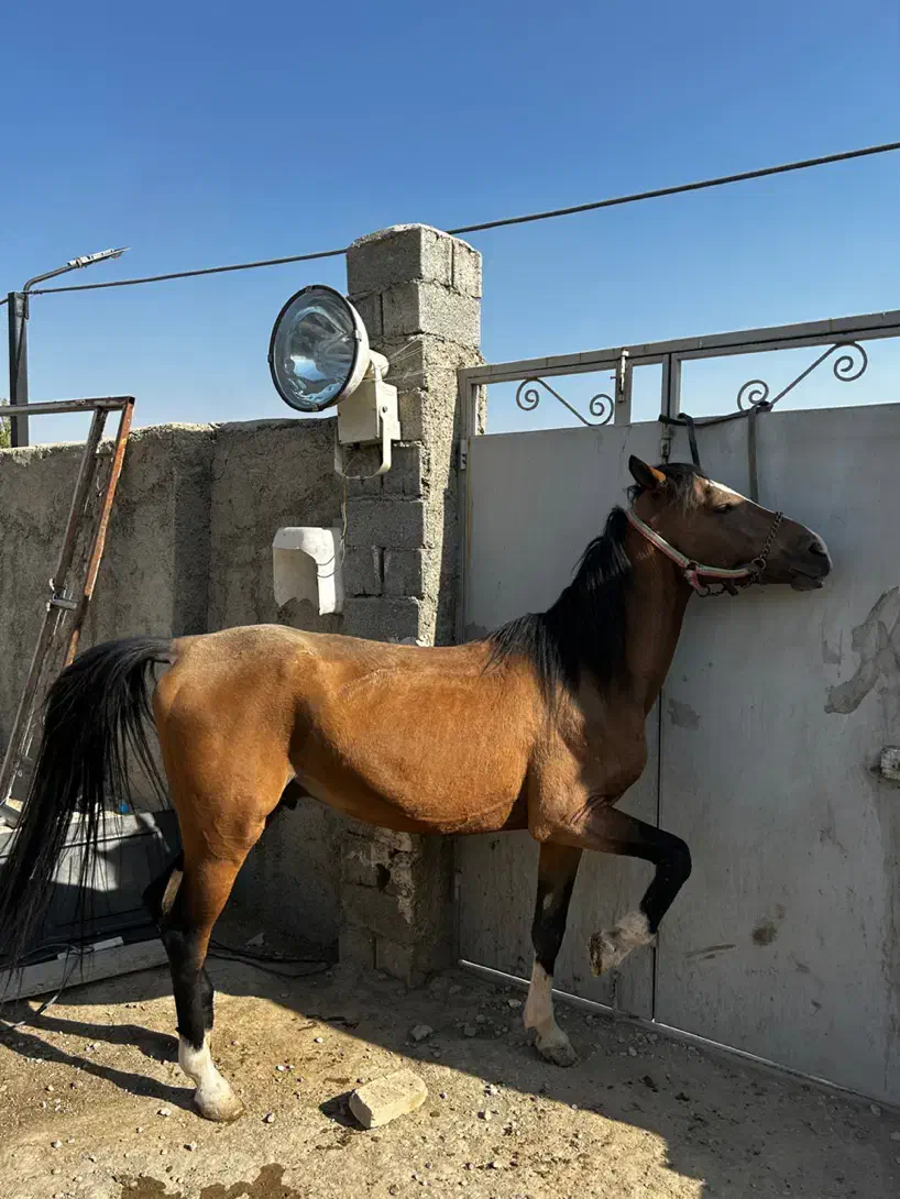 اسب نریان ۵ساله کرد|اسب و تجهیزات اسبسواری|ماهدشت, |دیوار