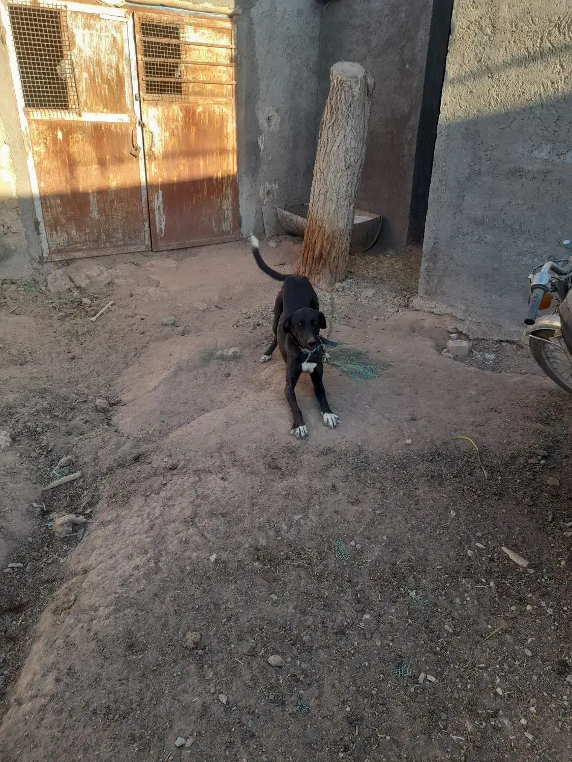 سگ تازی|سگ|اراک, |دیوار