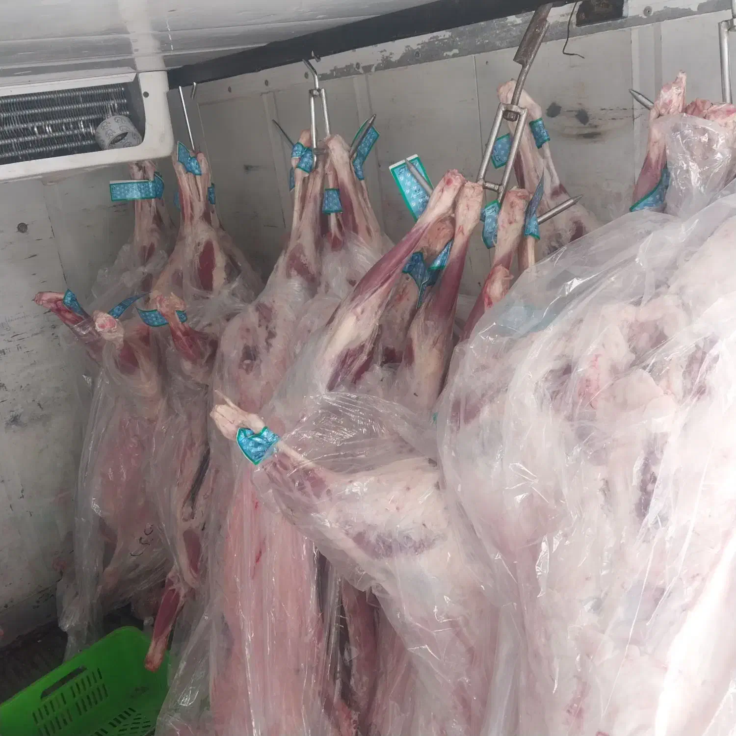 لاشه گوسفندی|حیوانات مزرعه|احمدآبادمستوفی, |دیوار