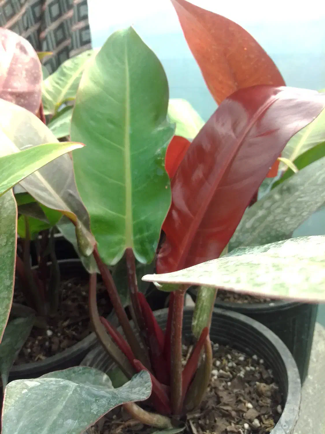 گل طبیعی فیلو ردسان، سطل ۴|گل و گیاه طبیعی|بابل, |دیوار