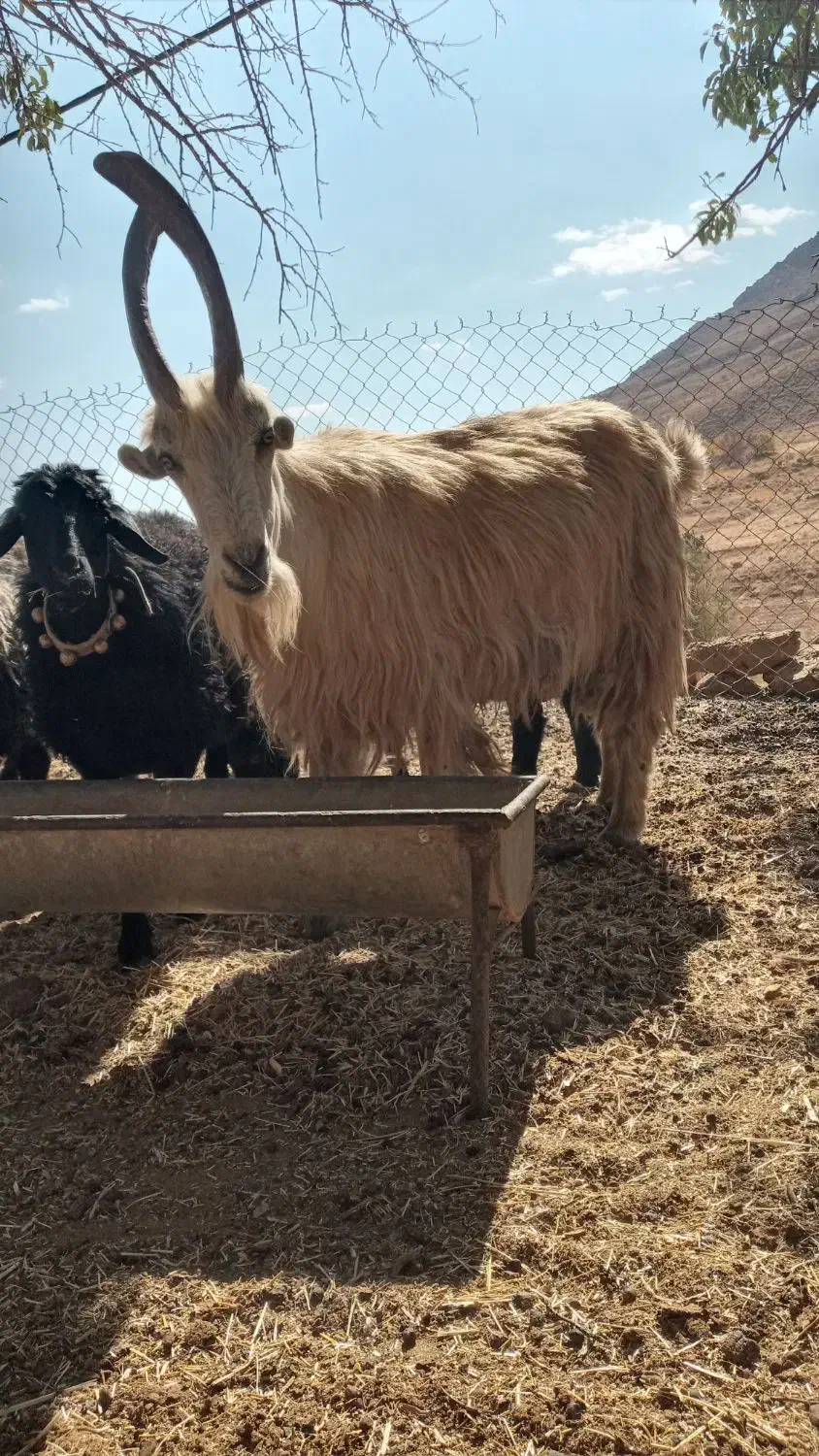 دوبور.چپش|حیوانات مزرعه|چنارود, |دیوار