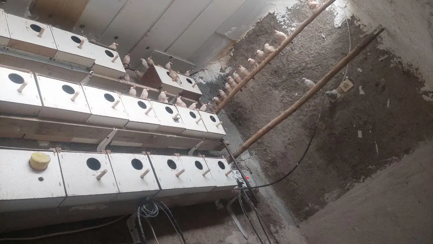 فنچ نرگسی شکلاتی معاوضه|پرنده|مشهد, بهمن|دیوار