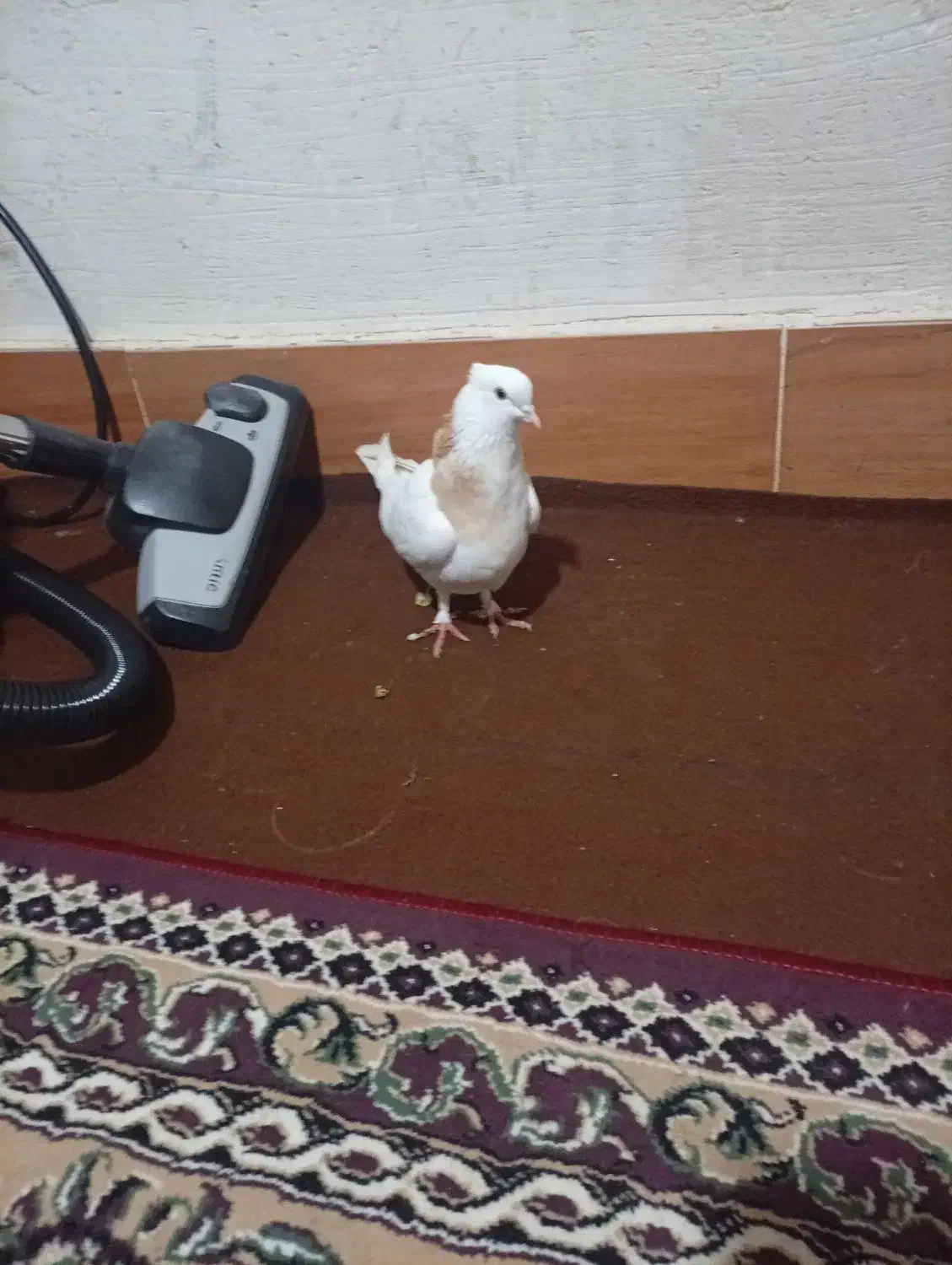 کفتر طوقی زرد|پرنده|گالیکش, |دیوار