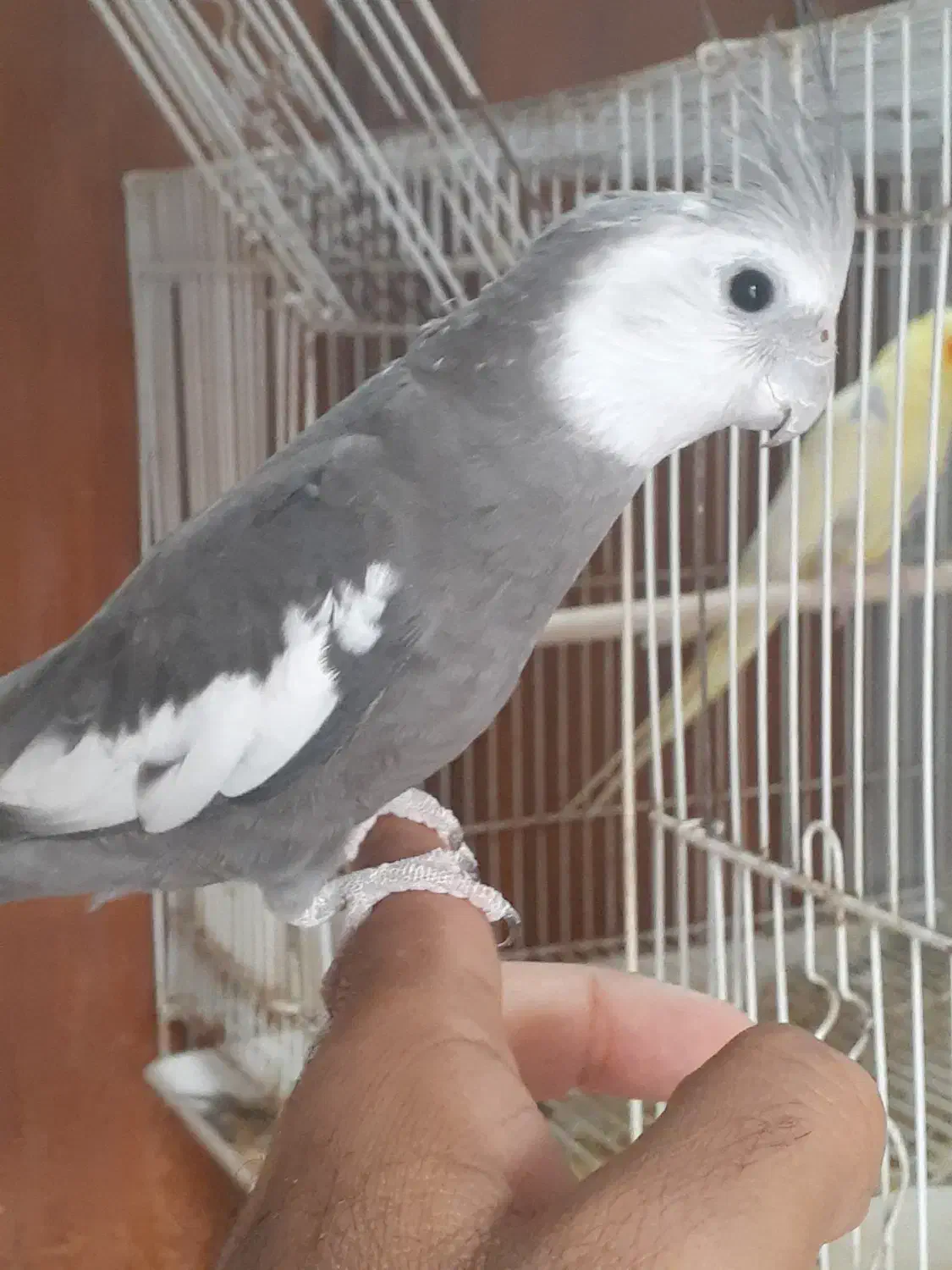 عروس هلندی مولد بندرلنگه|پرنده|بندرلنگه, |دیوار