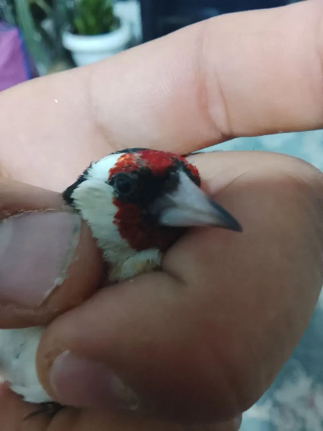 سهره خوبو|پرنده|مرودشت, استادیوم‎|دیوار