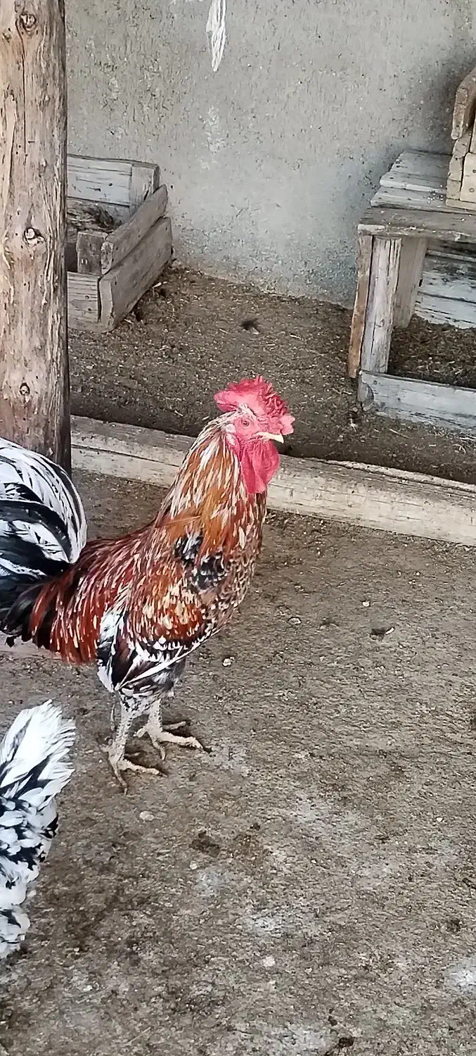 تعداد 15 عدد تخم مرغ گلین تازه|خوردنی و آشامیدنی|برازجان, |دیوار