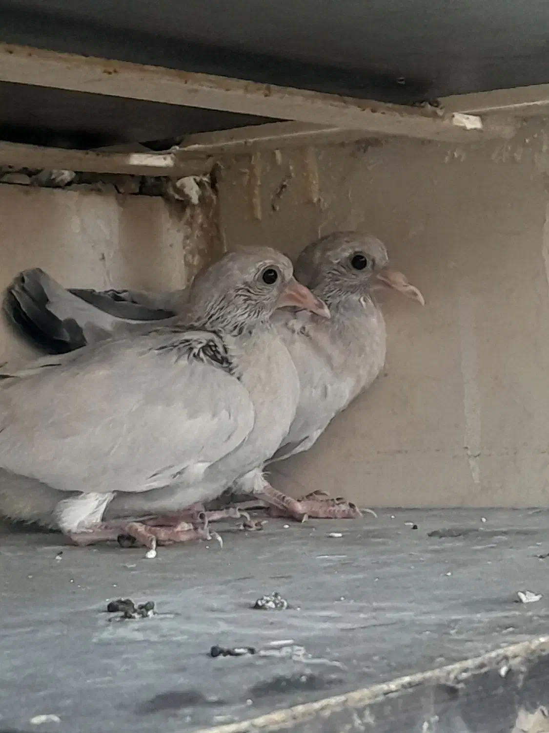 شامی|پرنده|خورموج, |دیوار