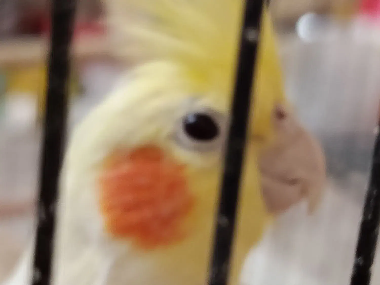 عروس هلندی 1 ساله  لوتینو تخم گذار ماده|پرنده|شاهین‌شهر, فردوسی|دیوار