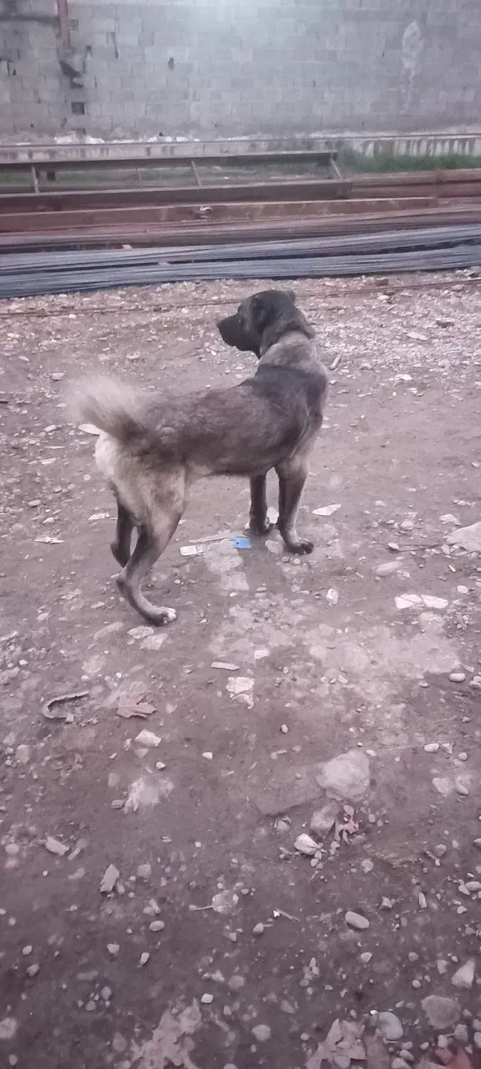 سگ سراب|سگ|رشت, نظری|دیوار