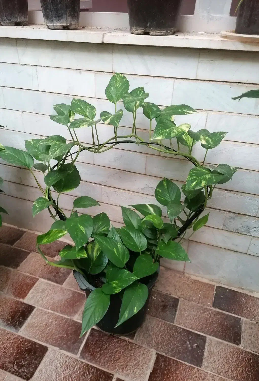 گیاه|گل و گیاه طبیعی|میبد, |دیوار