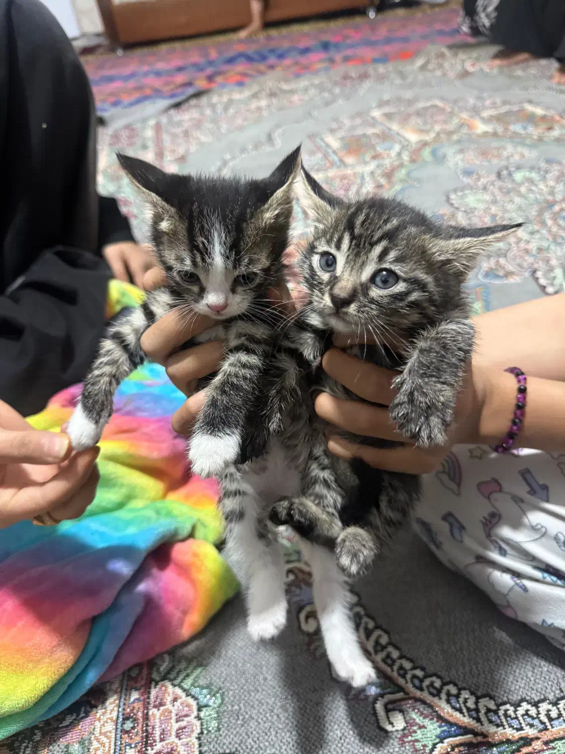 گربه حمایتی|گربه|فریمان, |دیوار