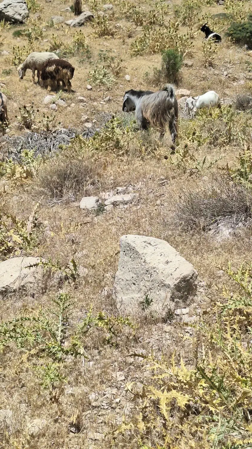 معاوضه بز با میش|حیوانات مزرعه|لوداب, |دیوار