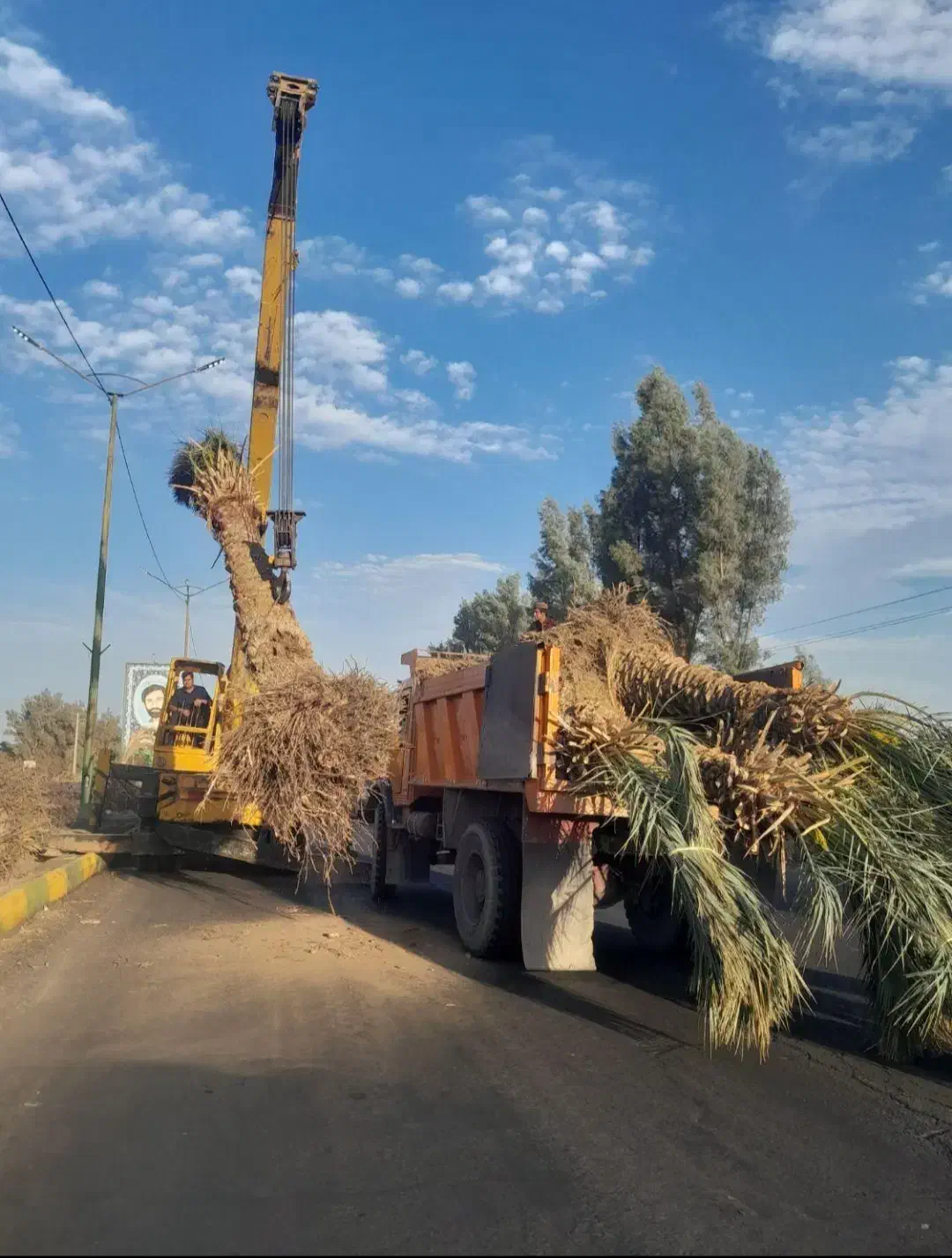 نخل لاکچری|گل و گیاه طبیعی|فولادشهر, فولادشهر|دیوار