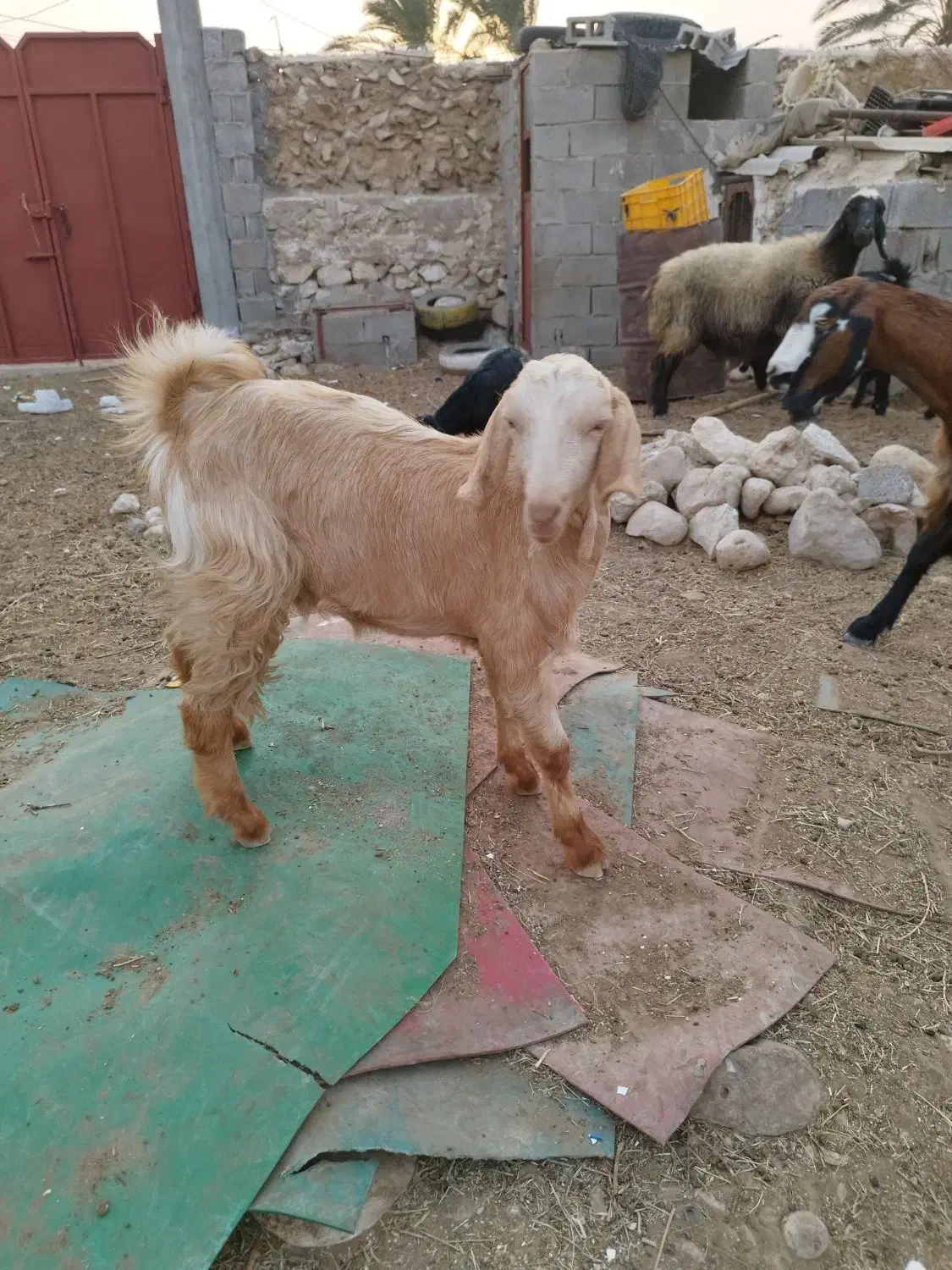 تیشتر عدانی هلی|حیوانات مزرعه|خورموج, |دیوار