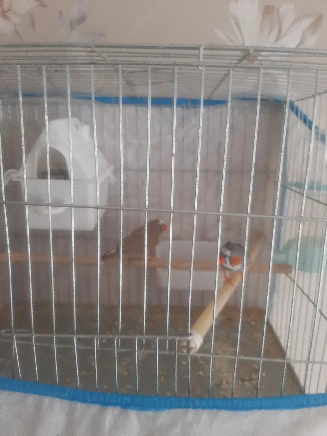 پرنده|پرنده|قزوین, |دیوار