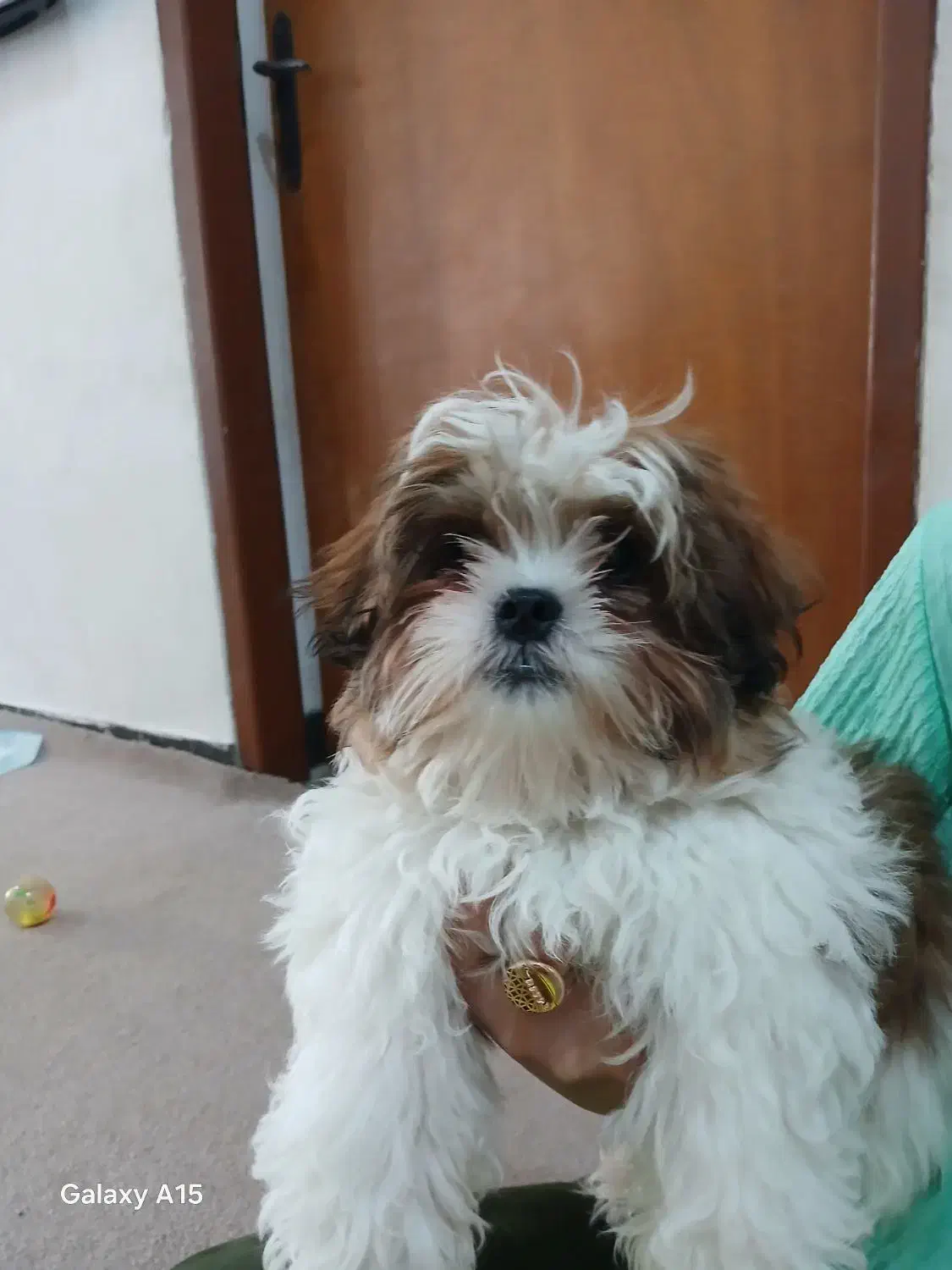 توله سگ شیتزو|سگ|برازجان, |دیوار