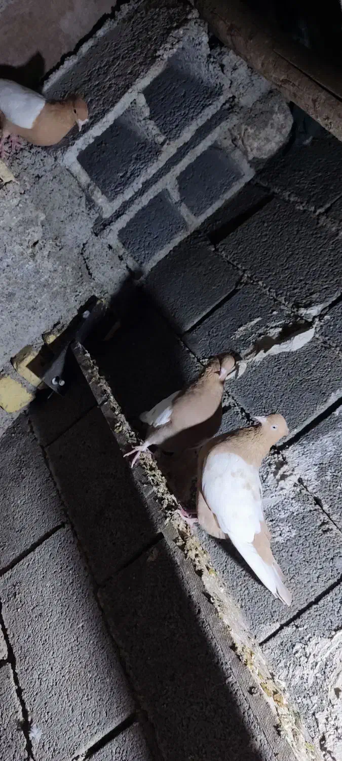 کفتر سینه زرد پرتقالی|پرنده|کازرون, |دیوار