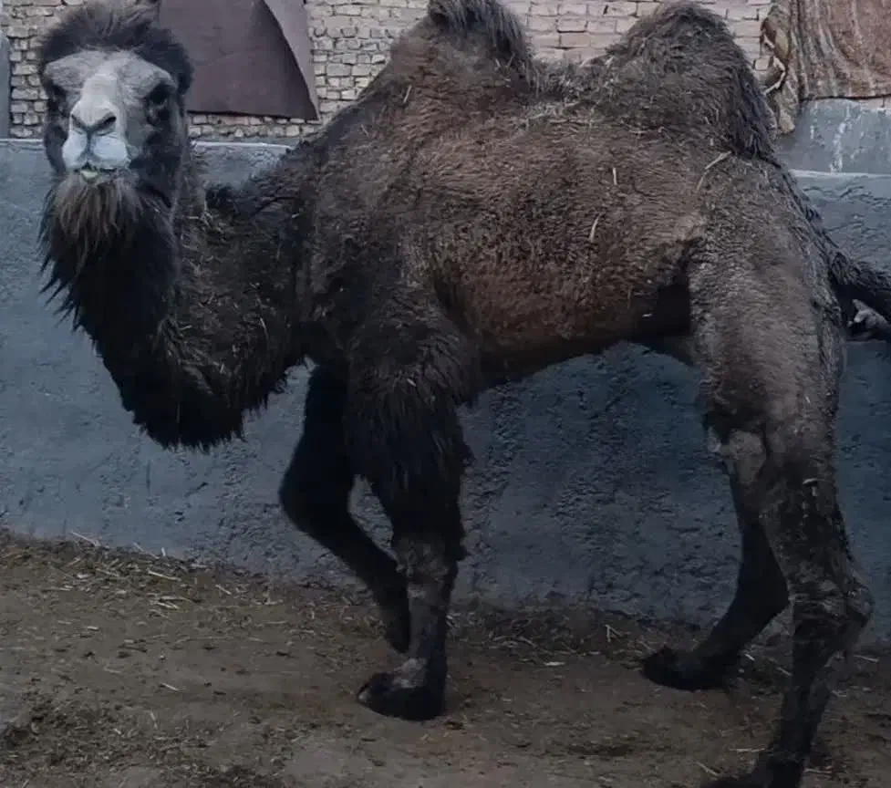 شتر دوکوهانه|حیوانات مزرعه|رباط‌کریم, رباط‌کریم|دیوار