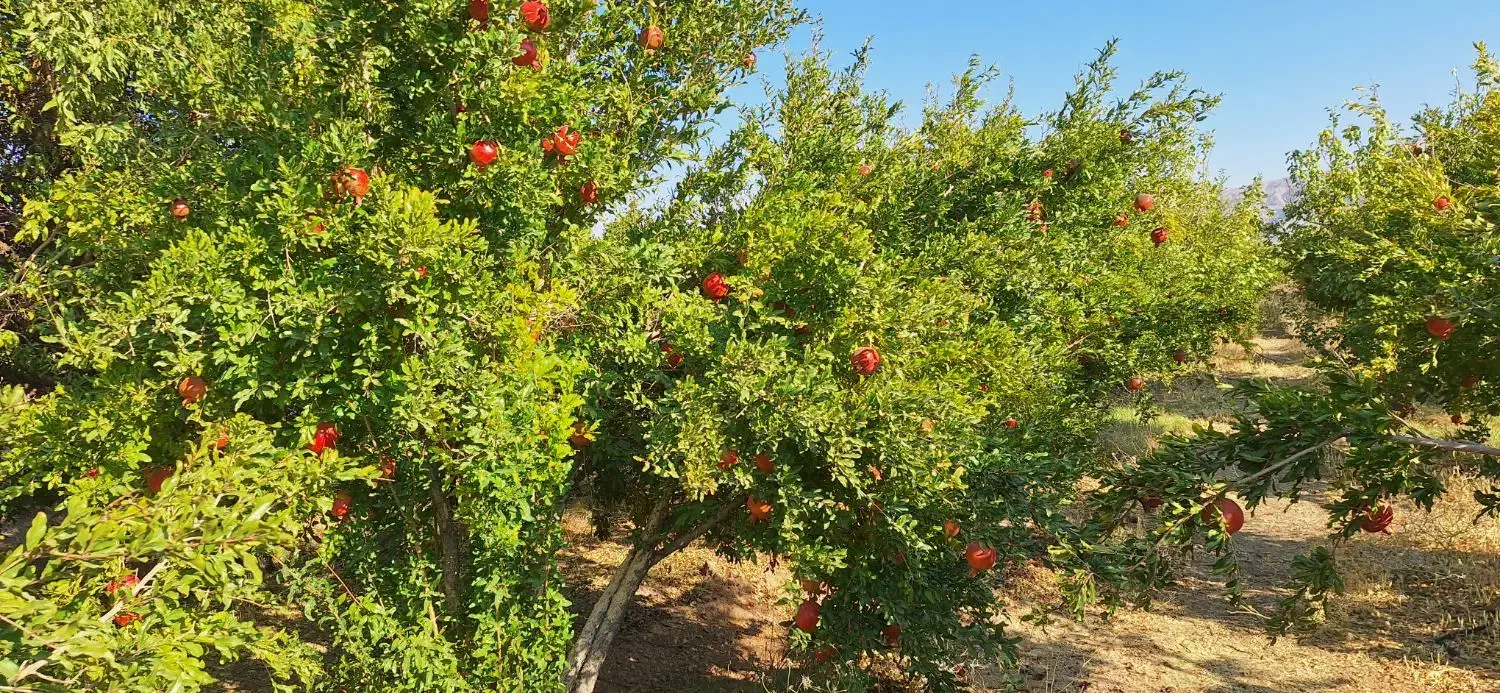 اجاره باغ انار|اجارهٔ دفتر صنعتی، کشاورزی، تجاری|دهاقان, |دیوار