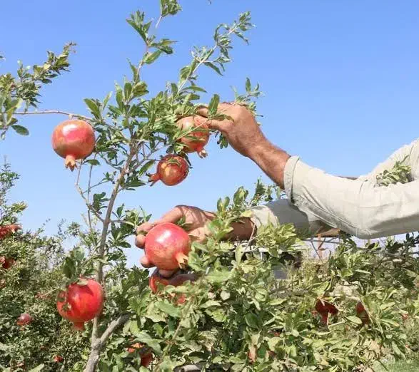 نیروی کار انار چینی هستیم (اکیپی)|خدمات باغبانی و درختکاری|فردوس (خراسان), |دیوار