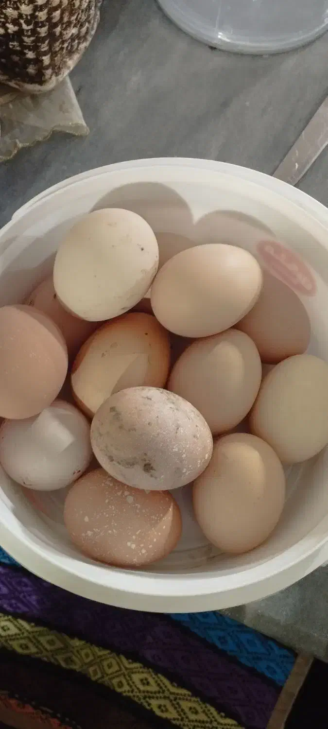 تخم مرغ|خوردنی و آشامیدنی|خوی, |دیوار