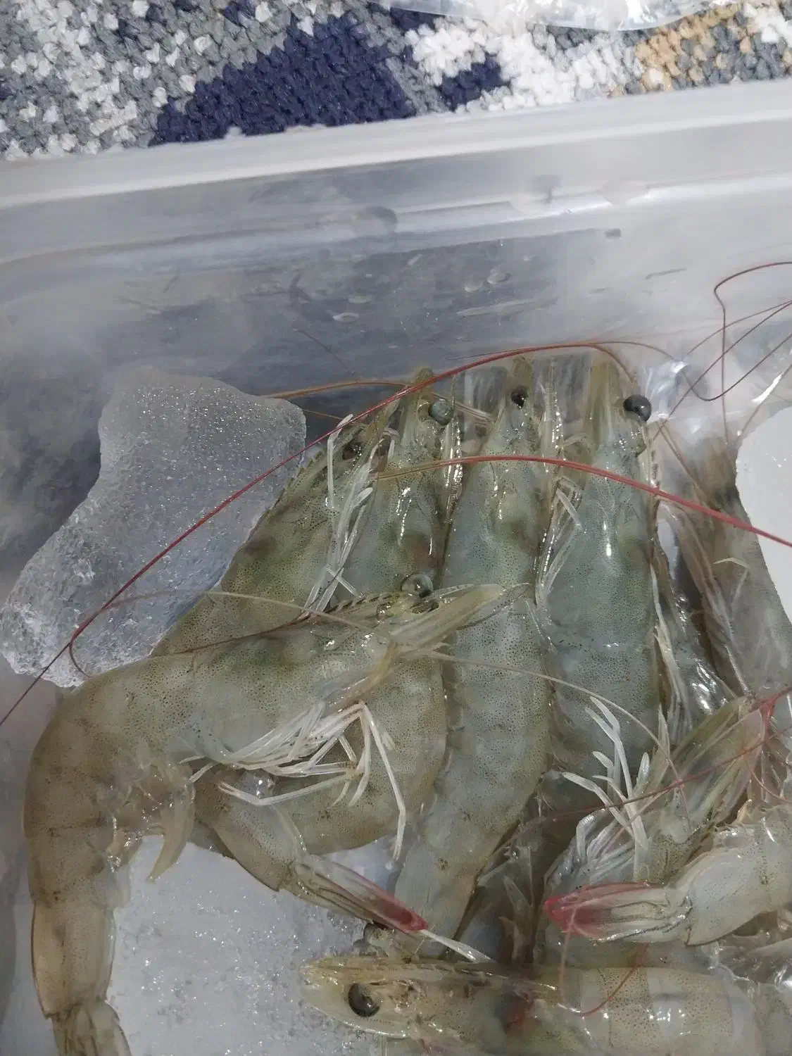 میگو پرورشی صادراتی درجه یک|عمدهفروشی|بندرعباس, |دیوار