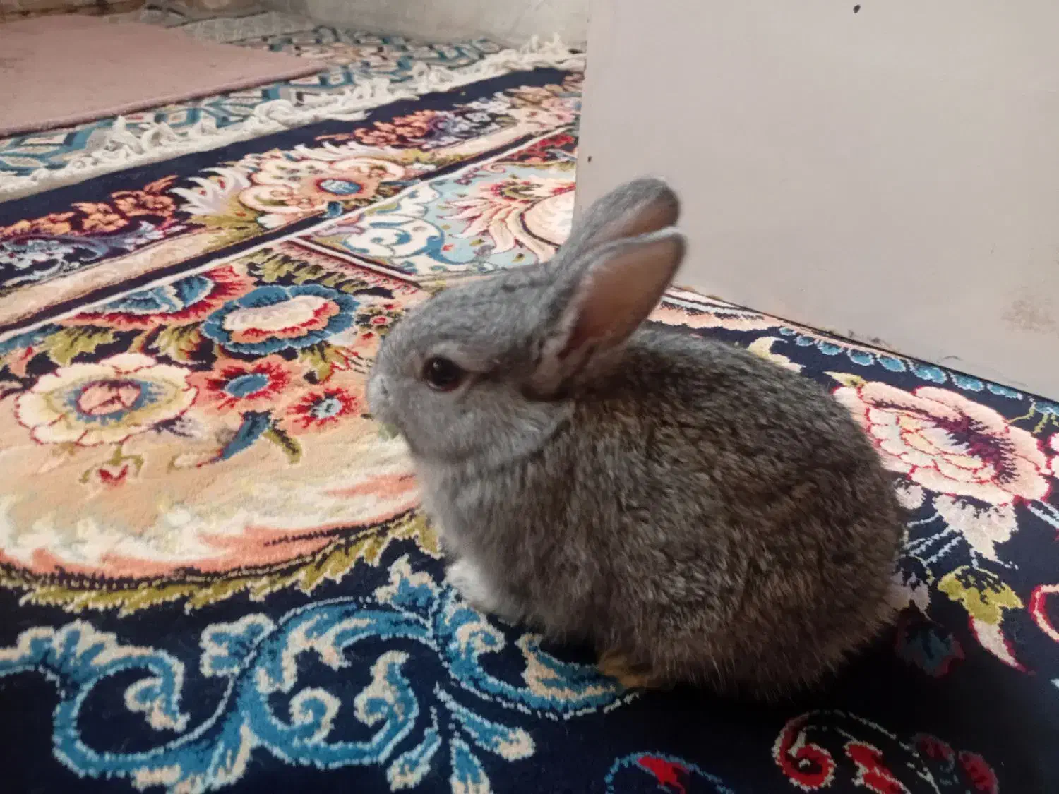 خرگوش خونگی|موش و خرگوش|لنجان, |دیوار