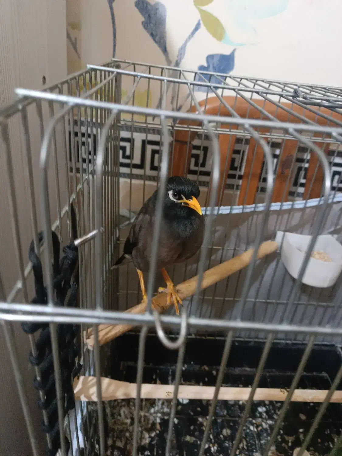 مینا سخنگو|پرنده|پاکدشت, پاکدشت (مامازند)|دیوار