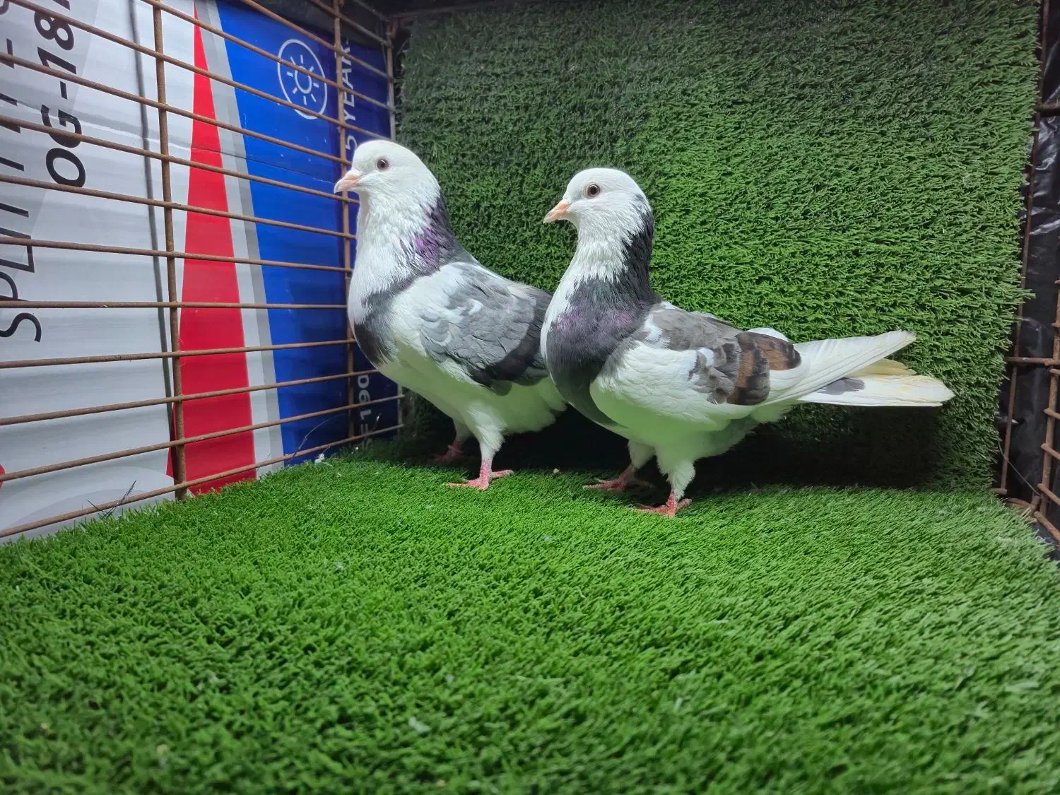 کبوتر پرشی|پرنده|شاندرمن, |دیوار