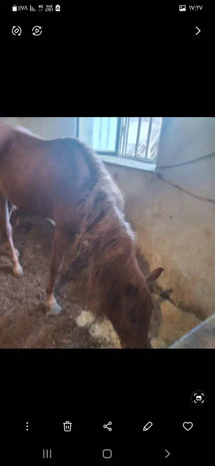 اسب مادیان کرد|اسب و تجهیزات اسب‌سواری|نهاوند, |دیوار