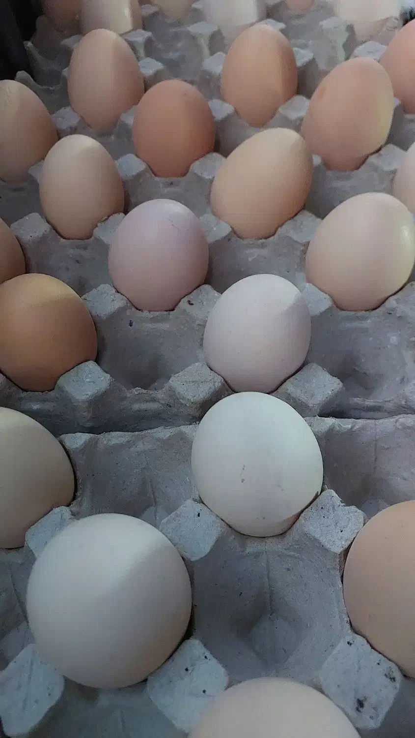 تخم مرغ محلی|خوردنی و آشامیدنی|ارومیه, |دیوار