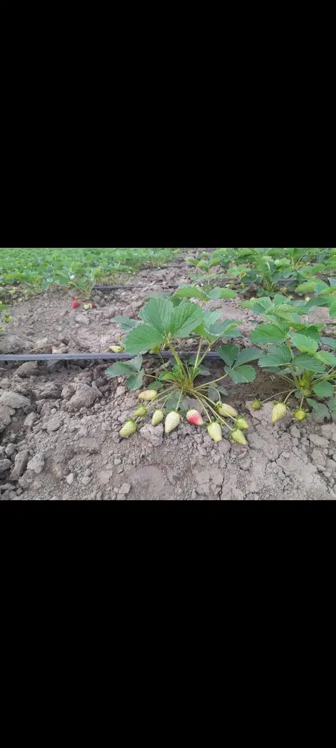 نهال توت فرنگی سابرینا 20/000/000 تومان|خدمات باغبانی و درختکاری|دلند, |دیوار