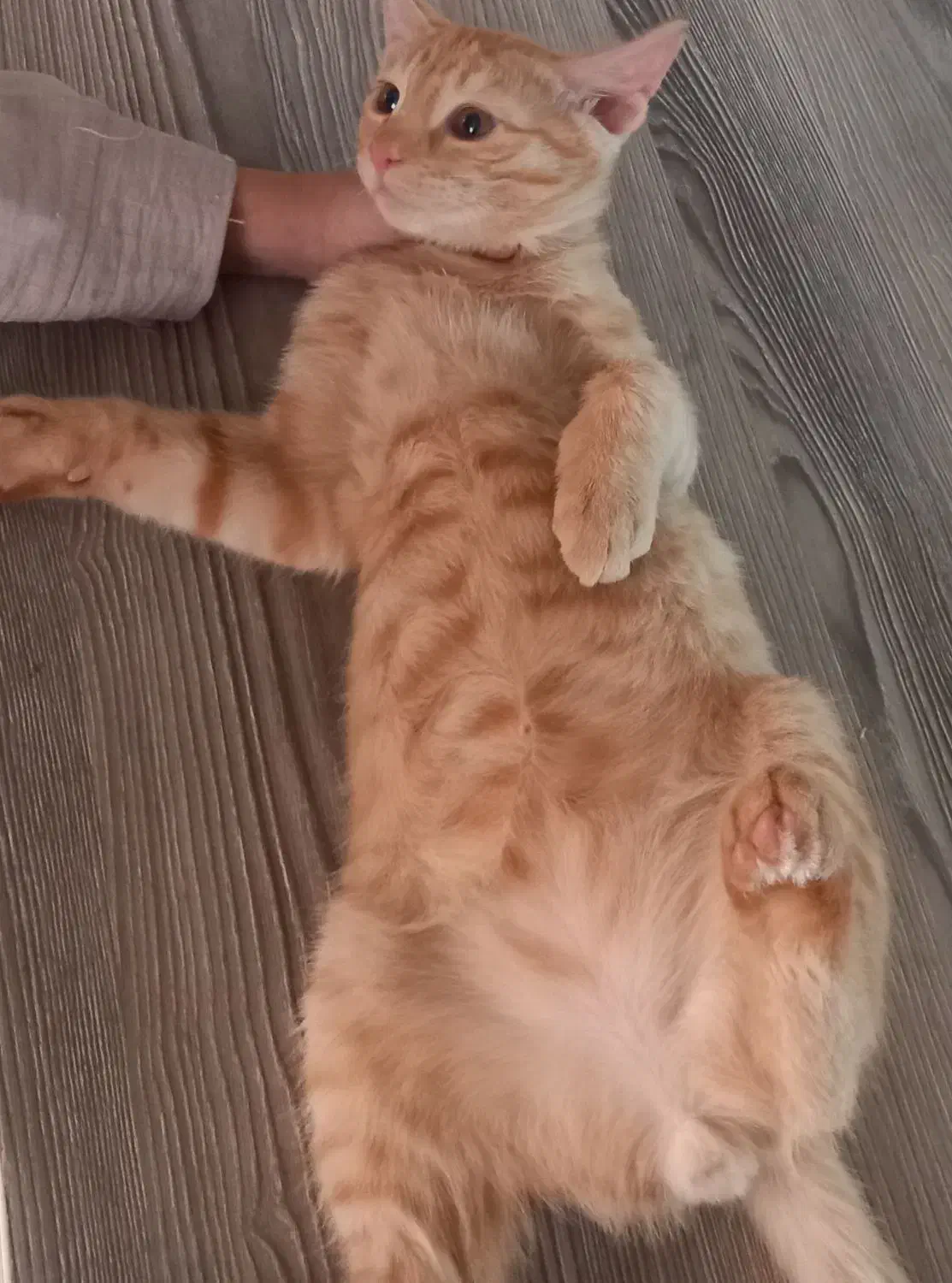 گربه ی رایگان|گربه|مشهد, انقلاب|دیوار