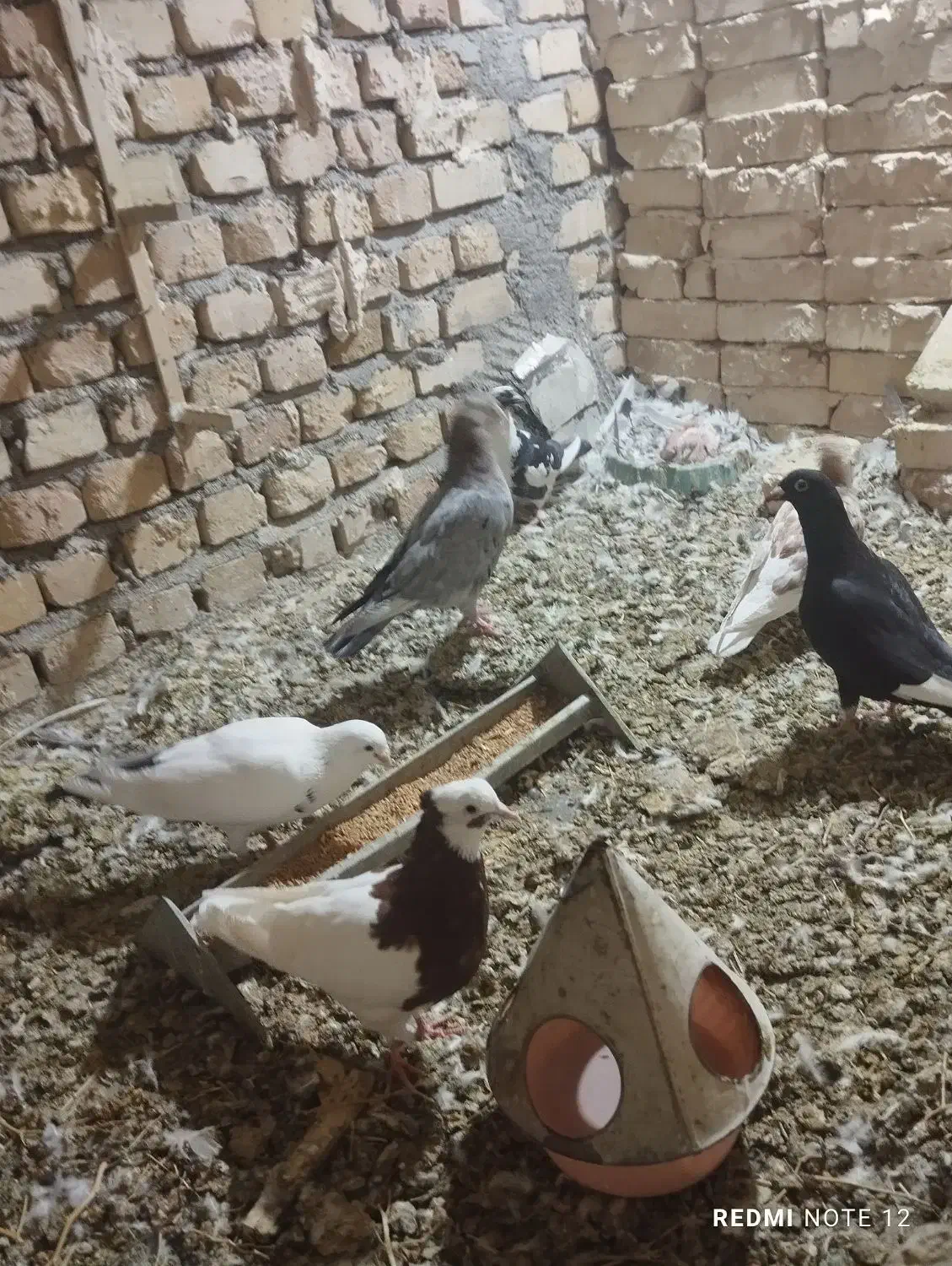 کفتر فروشی|پرنده|کاشمر, |دیوار