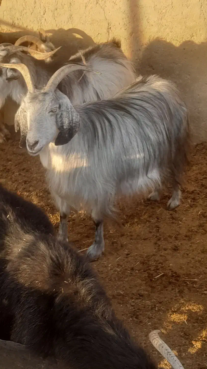 بز سرمایه جوان ومیش سرمایه جوان|حیوانات مزرعه|مرودشت, ده بید|دیوار