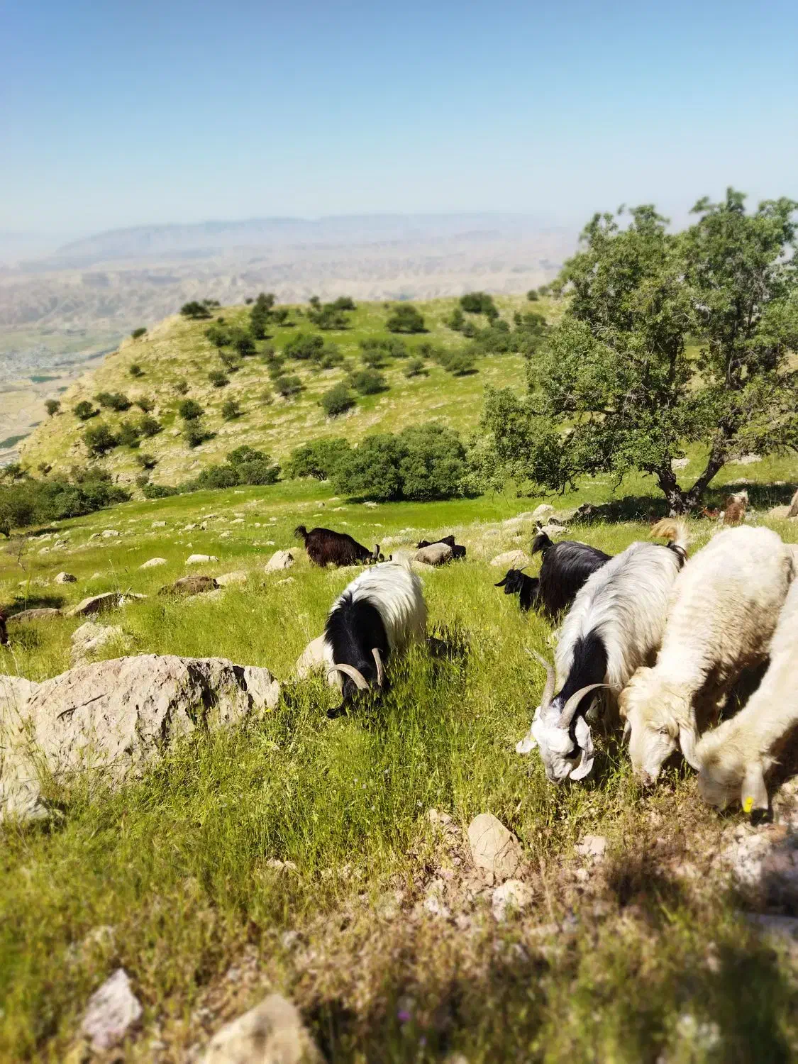 بزداشتی|حیوانات مزرعه|دهدشت, |دیوار