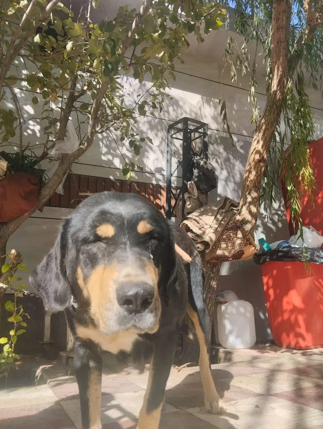 گم شده،مژدگانی بگیرید|حیوانات|همدان, |دیوار