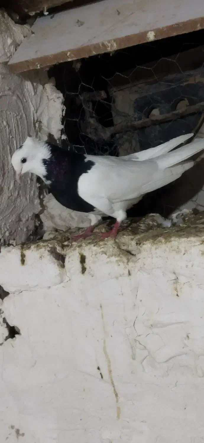 طوقی و تهرانی معاوضه (سهره )|پرنده|کرمانشاه, |دیوار