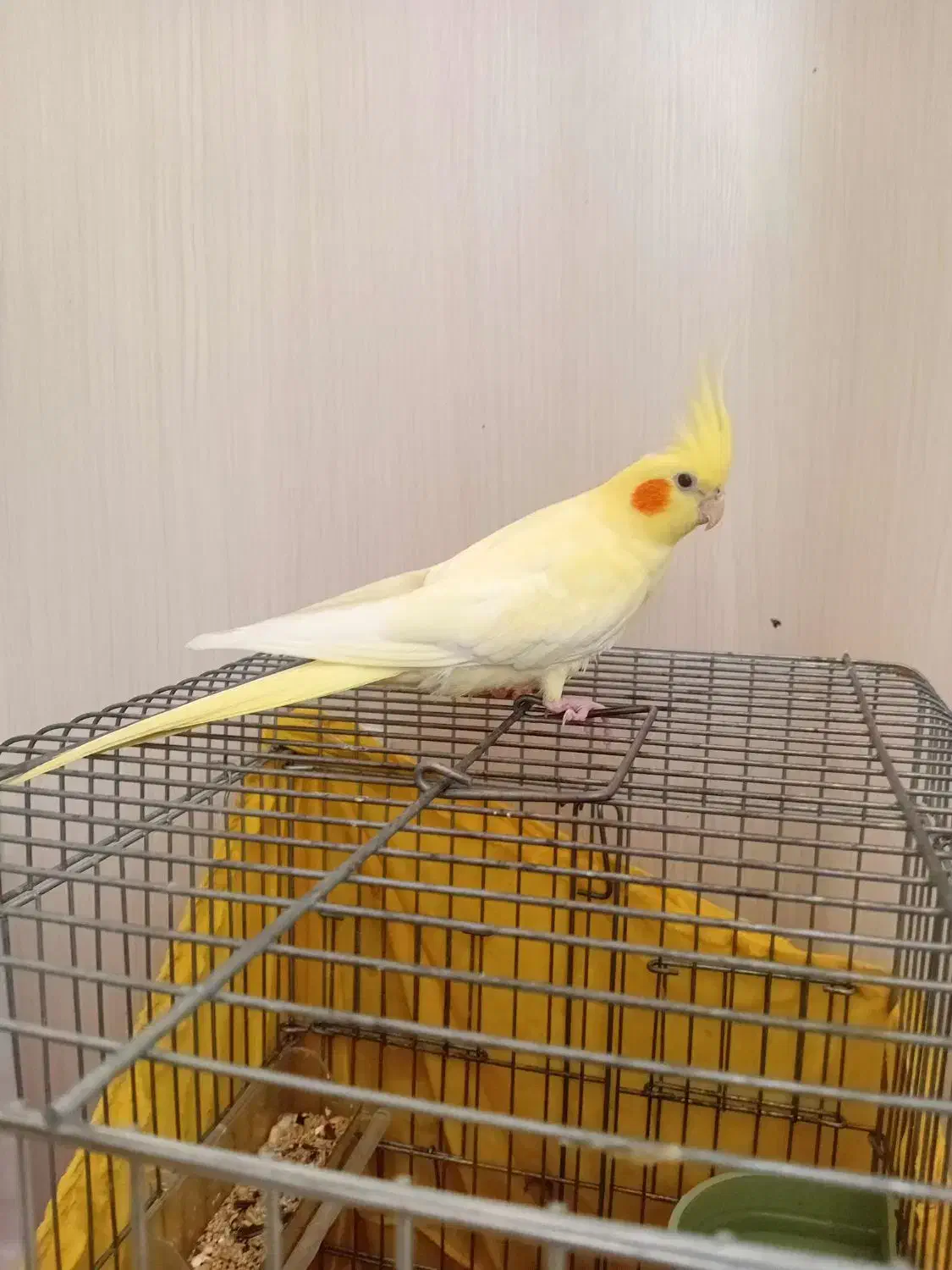 عروس هلندی لوتینوزعفرانی کینگ سایز|پرنده|قدس, شهرقدس|دیوار